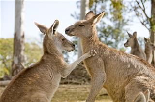 Kangaroos In An Animal Farm