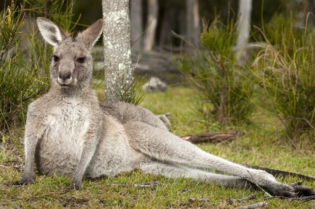 Lazy Kangaroo In Wild