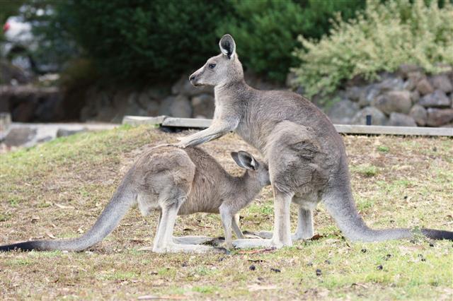 Great Gray Kangaroo Australia