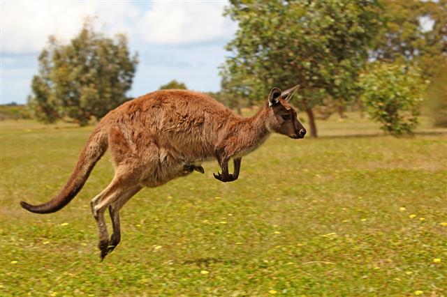 Jumping Kangaroo On Grass