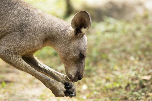 Gray Kangaroo