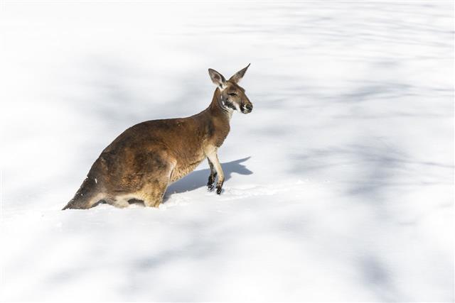 Kangaroo Playing In The Snow