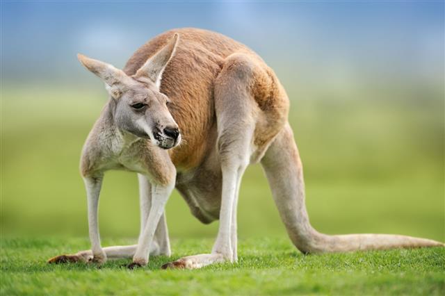 Red Kangaroo Portrait