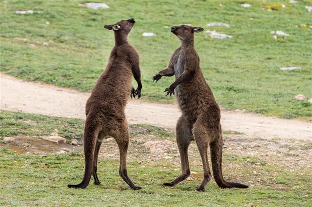 Two Male Kangaroo While Fighting
