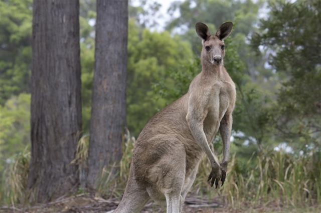 Gray Male Kangaroo
