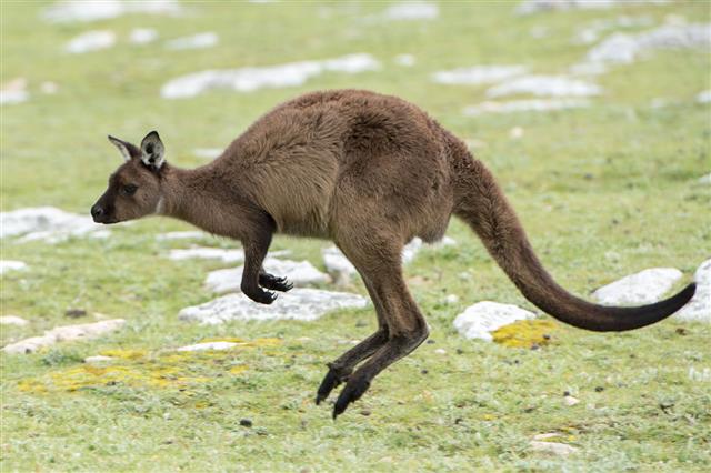 Kangaroo Jumping On Grass