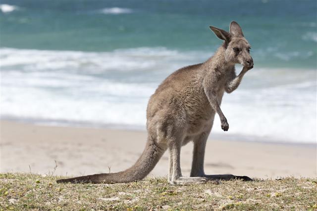 Red Kangaroo On The Beach