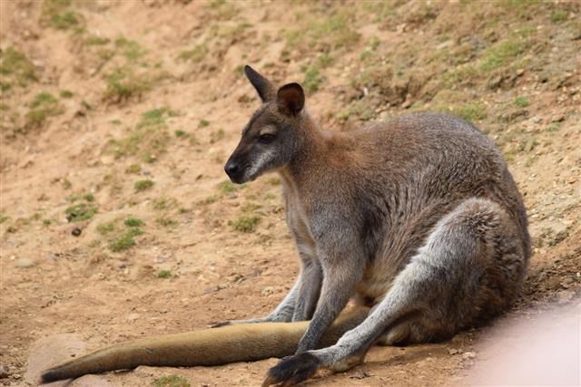 Kangaroo Animal Outdoors