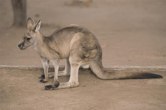 Kangaroo Outside