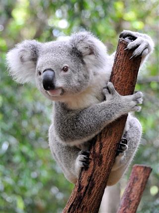 Koala At Sanctuary