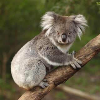 Koala Hanging On To A Tree
