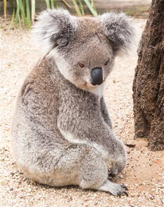 Koalas Are Cute Animals