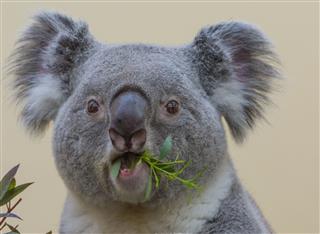 Koala Eating Closeup