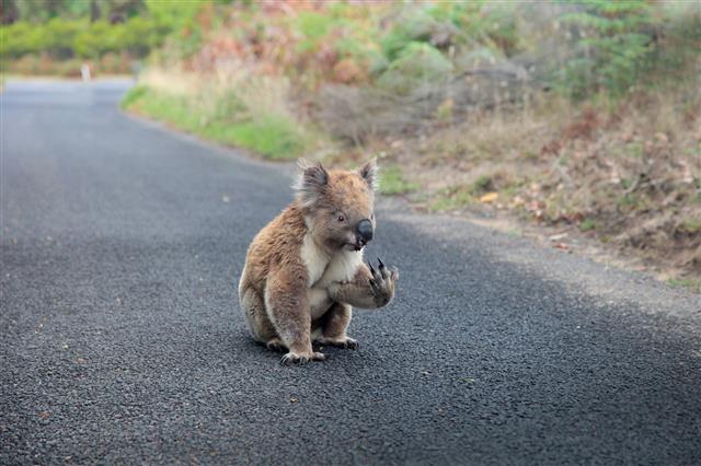 Koala On The Road