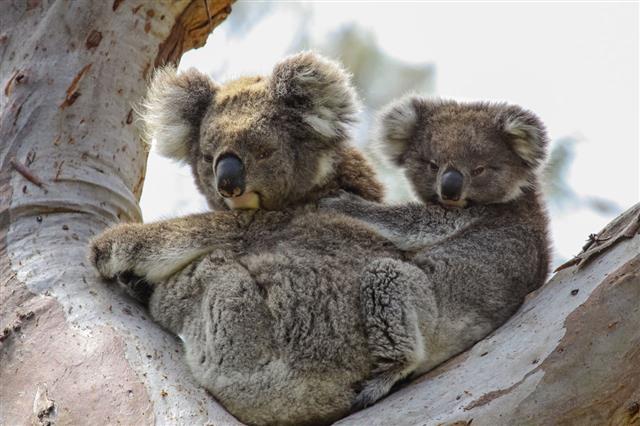 Koala Mother With Baby