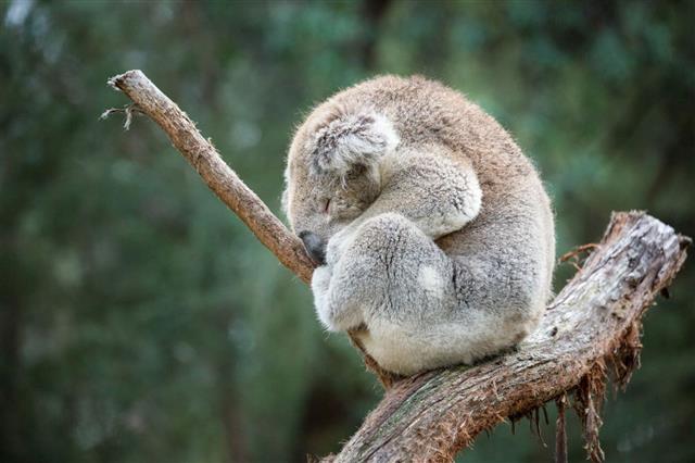 Koala Sitting On Tree