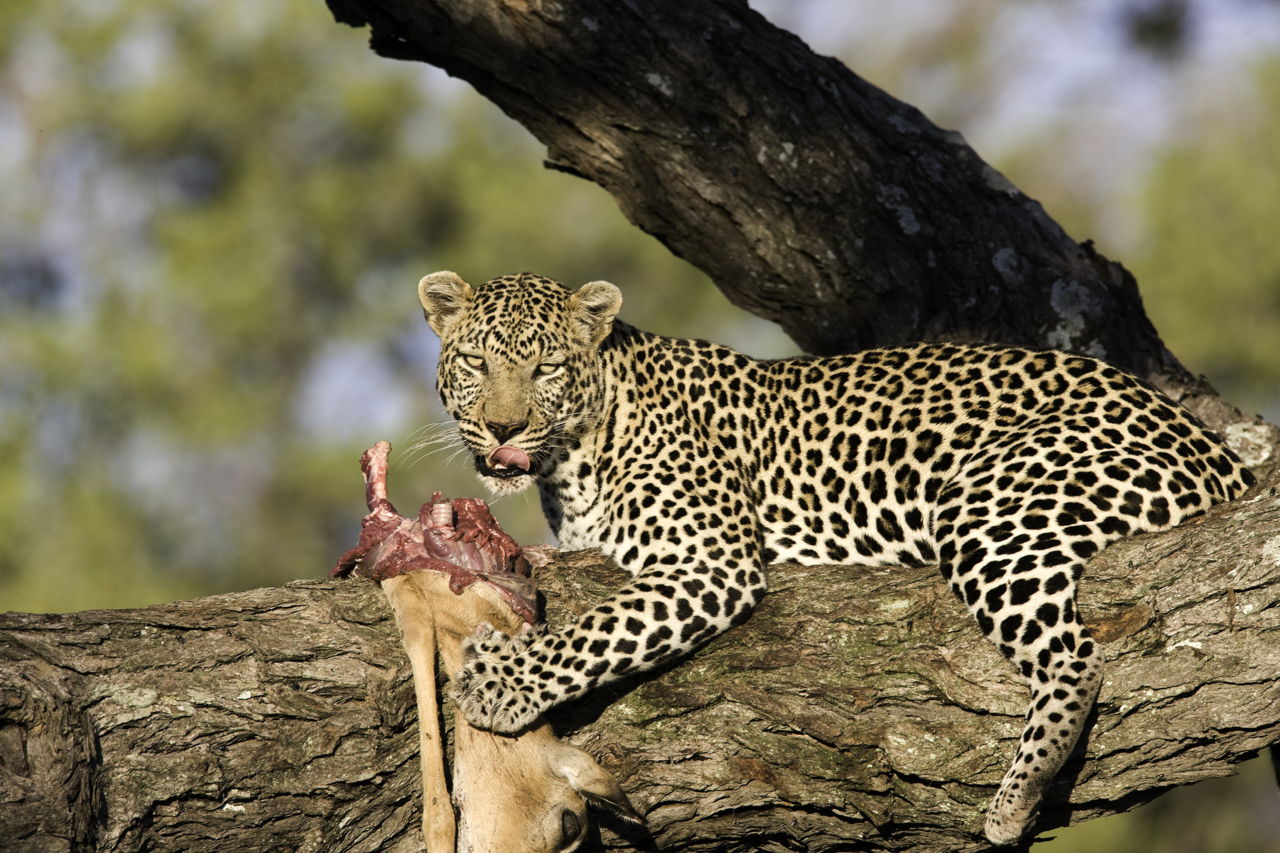 An Exhaustive List of African Animals With Some Stunning ...