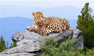 Leopard In Wildness Area
