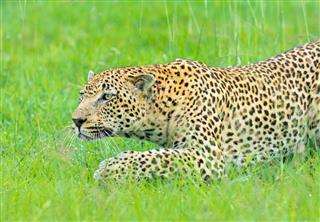 Leopard In Environment Stalking