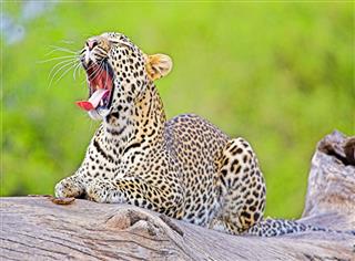 Leopard Sat Yawning On Dead Tree