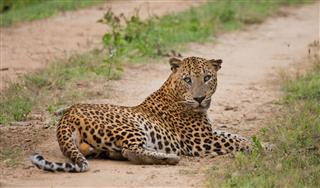 Leopard Lying On The Road