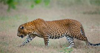 Leopard Walking On The Grass