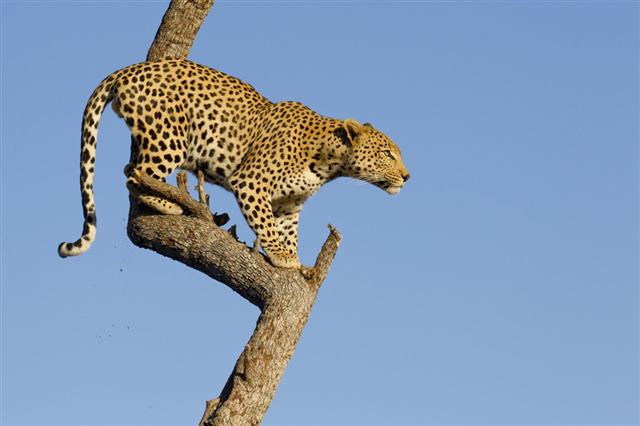 Leopard In Tree South Africa