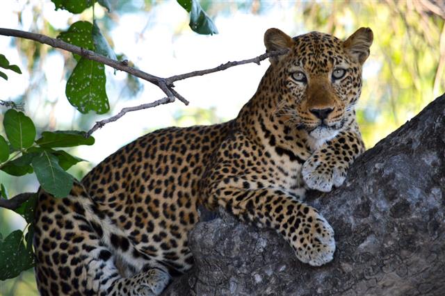 Staring Leopard In Tree