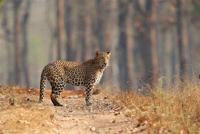 Male Leopard Stood In Forest