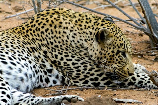 African Leopard In Greater Kruger