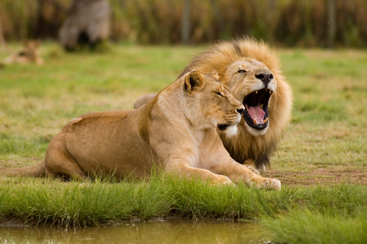 Think You Know Where Lions Live? Let's Explore Their Habitat