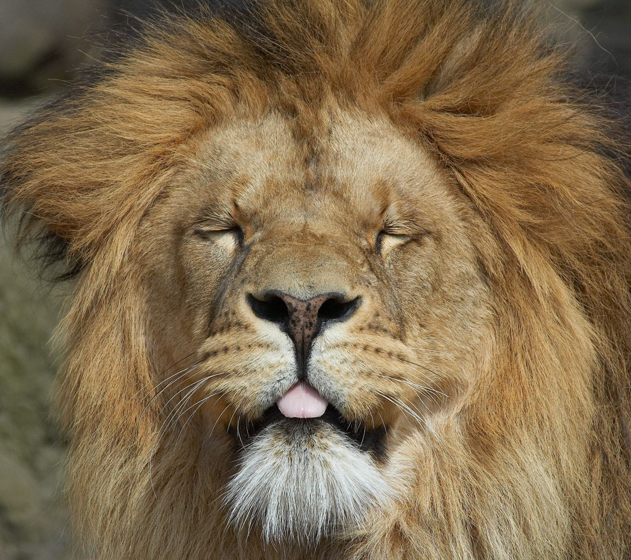 Facts about the Barbary Lion