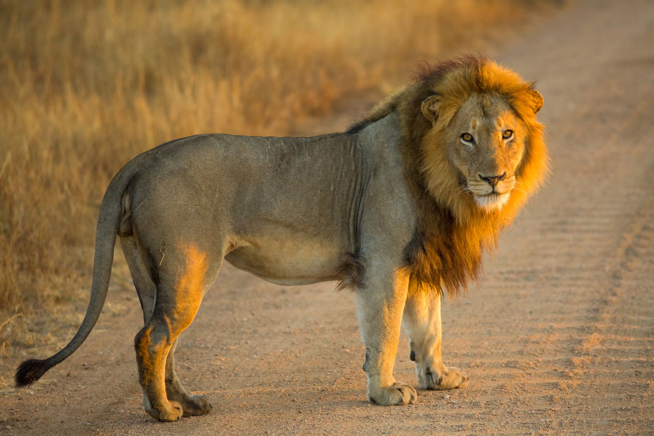 Think You Know Where Lions Live? Let's Explore Their Habitat - Animal Sake