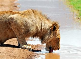 Male Lion Drinking