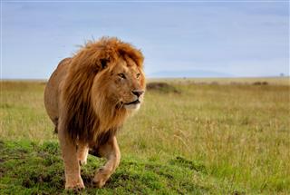 Beautiful Lion Of The Masai Mara