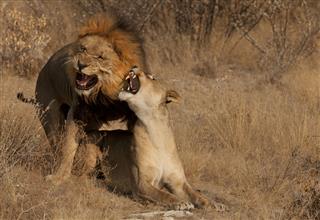 Coupling Between Lions