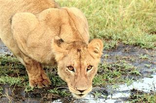 Lion Drinking At The Masai Mara