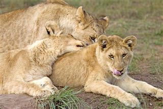 Three Lion Cubs Resting