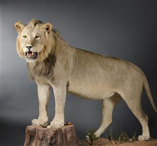 Male Lion Taxidermy