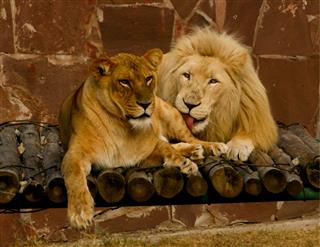Lions Couple Lion Licking Lioness