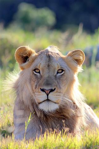 Sub Adult Male Lion