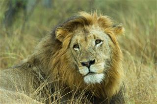 Aloof African Lion