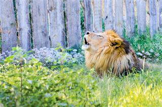 Close Up Shot Of Roaring Lion