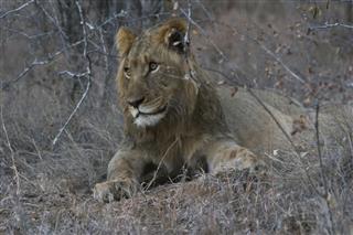 Wild Lion In Kruger National Park