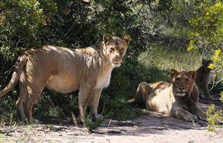 Pregnant African Lion And Pride