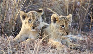 Lion Cubs At Kruger National Park