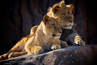 Two Young African Lions