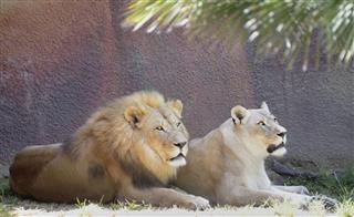Mr And Mrs Lion And Lioness