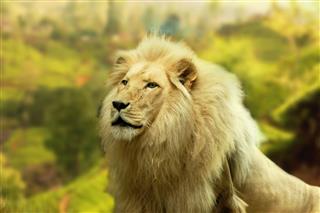 Lion With Country Background