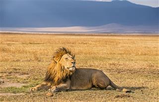 Lion Resting In The Ngorongoro Crater